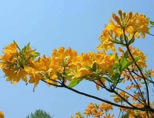 羊躑躅根 羊躑躅根