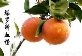 塔羅科血橙 塔羅科血橙