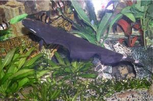 線翎電鰻 線翎電鰻