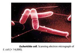 細菌和噬菌體的重組與連鎖 細菌和噬菌體的重組與連鎖