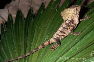 麗冠蜥（海帆蜥）（美洲鬣蜥科） 分布在中美洲的低地雨林，全長30－40厘米。在樹上喜歡保持垂直的姿勢。