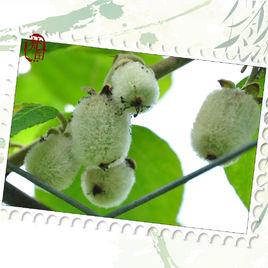 白獼猴桃 白獼猴桃