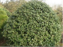 地被火棘 地被火棘