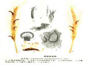 禾草麥角病 禾草麥角病