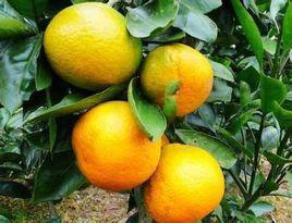 城固蜜桔 城固蜜桔