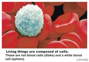 白血病病友會 白血病病友會