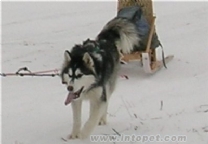 加拿大愛斯基摩犬