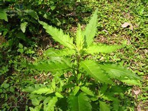 密葉荊芥 密葉荊芥