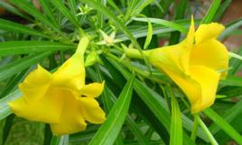 黃花夾竹桃[中藥材]