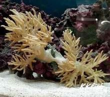 手指皮革珊瑚