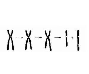 染色體重複 染色體重複