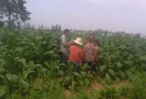 閆台村[河南省南陽市閆台村]