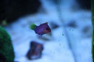 金線小丑 金線小丑