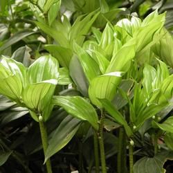 三葉薯蕷 三葉薯蕷