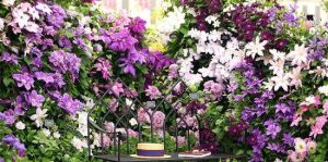 2015上海家庭園藝節 2015上海家庭園藝節