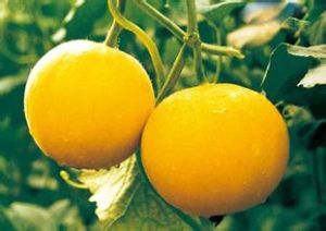 灤州蜜瓜 灤州蜜瓜