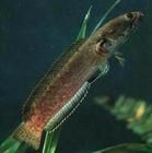 白頭鰕虎 白頭鰕虎