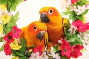 仙人掌錐尾鸚鵡指名亞種 仙人掌錐尾鸚鵡指名亞種