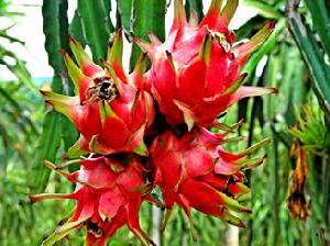 可食用花類 可食用花類