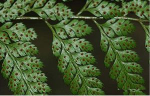 細裂耳蕨 細裂耳蕨