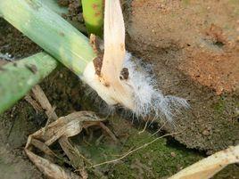 大蔥白絹病 大蔥白絹病