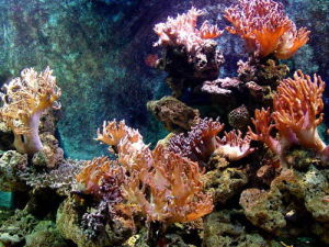 老虎灘珊瑚館