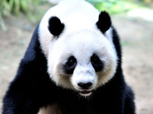 Giant panda