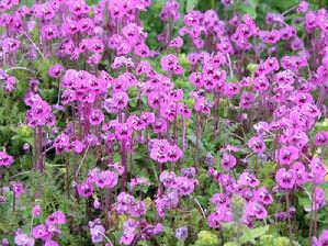 台灣馬先蒿 台灣馬先蒿