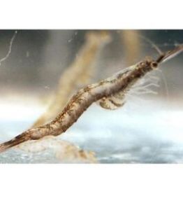 絛刺鰠屬 絛刺鰠屬