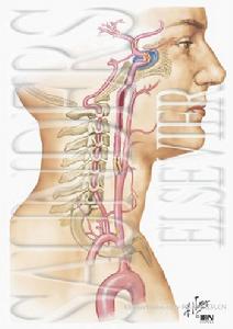 頸內動脈閉塞綜合徵 頸內動脈閉塞綜合徵