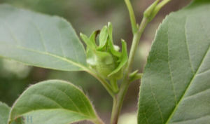 縮莖變種 縮莖變種