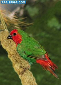 紅頭鸚雀 紅頭鸚雀
