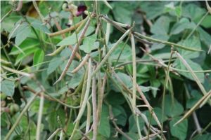 紫花大翼豆 紫花大翼豆