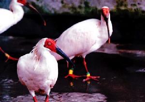 漢中朱䴉國家級自然保護區 漢中朱䴉國家級自然保護區