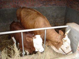 肉牛養殖 肉牛養殖