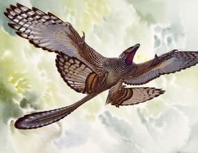 顧氏小盜龍 顧氏小盜龍