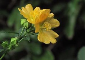 榛葉黃花稔 榛葉黃花稔