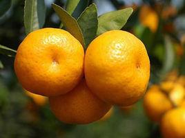 柳城蜜橘 柳城蜜橘