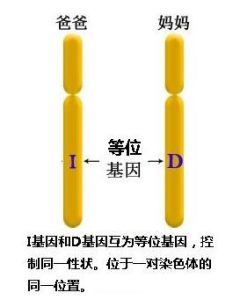 等位基因 等位基因