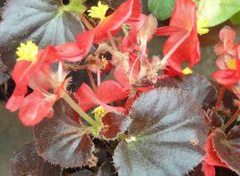 紫葉秋海棠[植物]