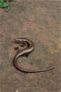 喜山滑蜥 喜山滑蜥