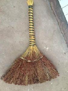 掃帚高粱 掃帚高粱