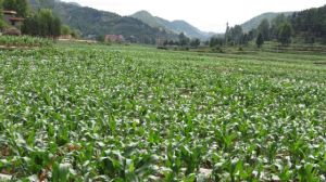 玉米最佳追肥期 玉米最佳追肥期