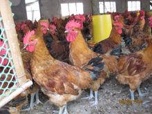 青腳麻雞圖片集