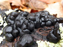 黑膠菌，1822年弗里斯將其從木耳屬中獨立出來，列為黑膠菌屬