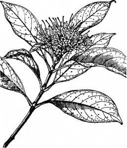 光萼大沙葉(變型) 光萼大沙葉(變型)