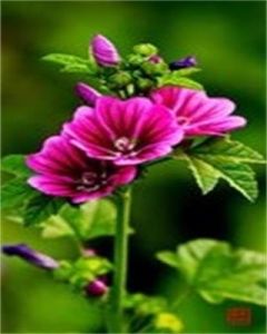 大花葵 大花葵