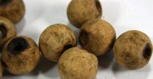 龍州珠子木 龍州珠子木