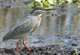 綠鷺指名亞種 綠鷺指名亞種