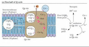 細胞色素c1 細胞色素c1
